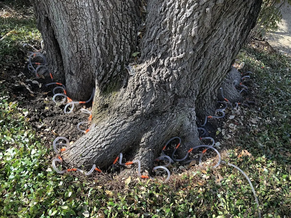 Detailed Tree Cabling and Bracing job site in Gillett