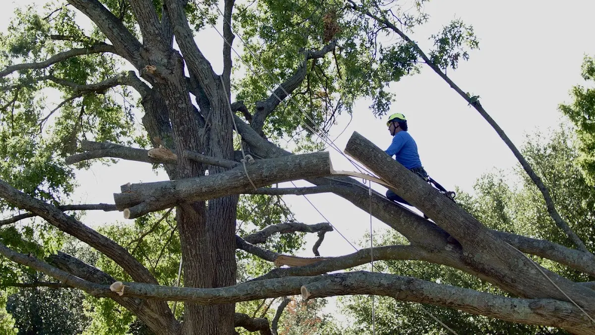 Professional Crown Thinning performed by certified arborists in Gillett