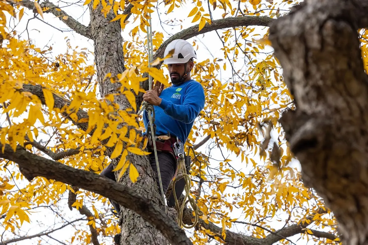 Skilled Emergency Tree Service crew working in Gillett